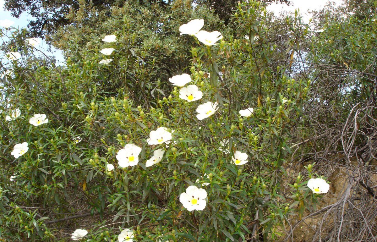 Los sueños de algunos, se encuentran junto a un reluciente escaparate.
Los míos ,
escondidos en algún lugar detrás de un puñado de jaras....