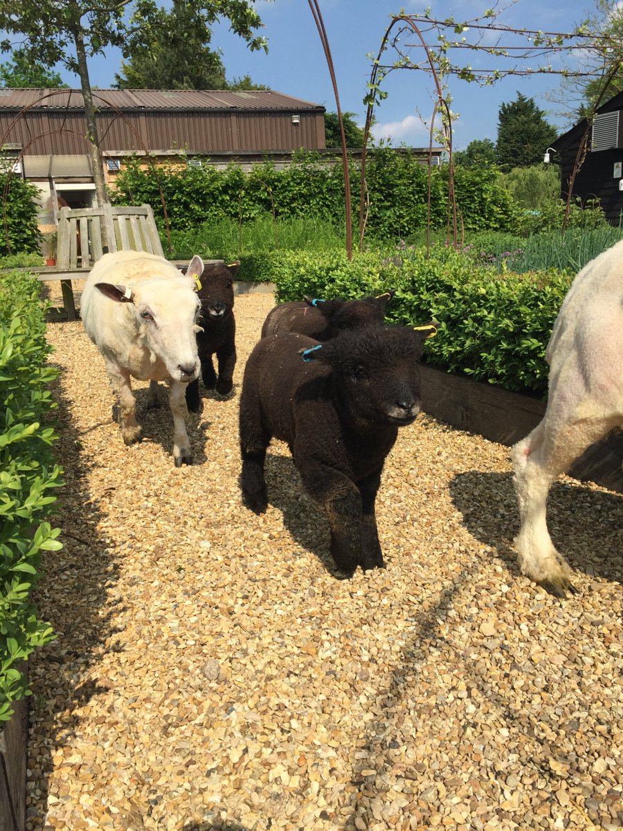 SouthFarm1's tweet photo. Our gorgeous Mummy Ryeland sheep had their hair cut yesterday 😊 it's amazing to see how big Sonny, Olive &amp; Sage have grown too! 😍 https://t.co/KV9s7j1c7t