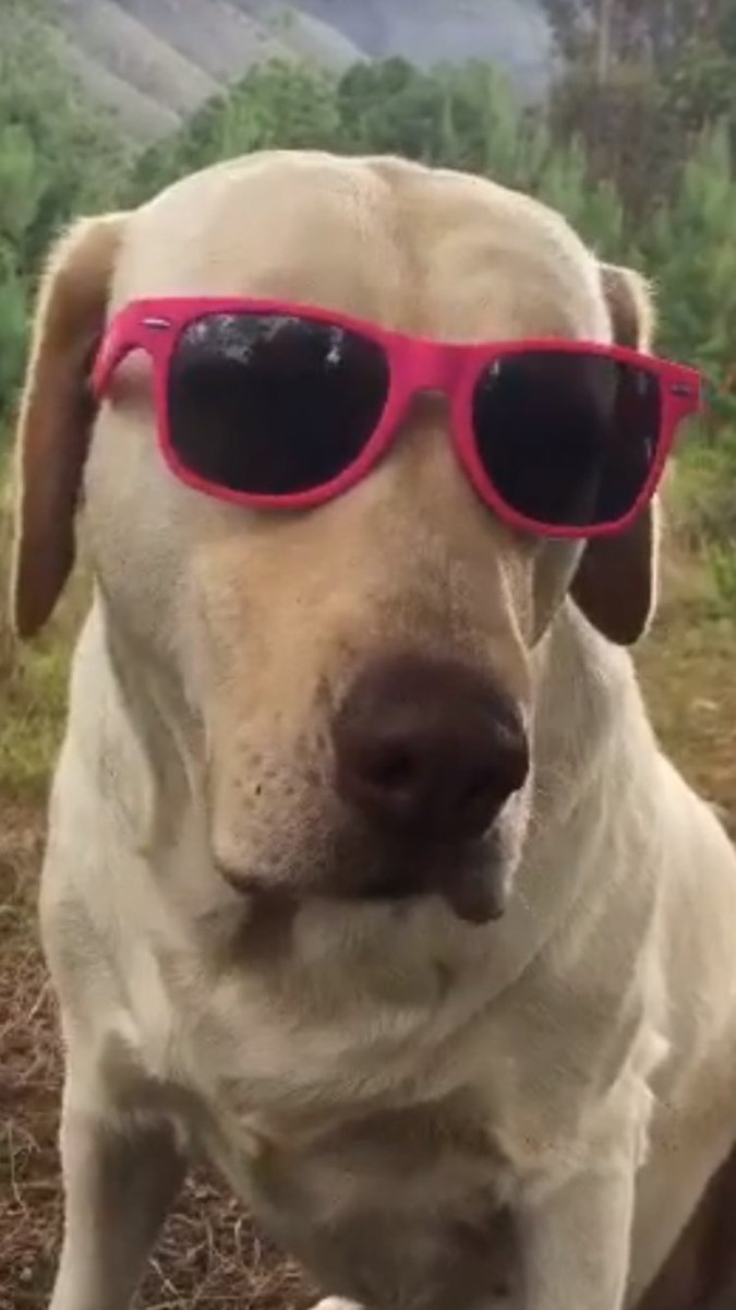 PSOSLevenmouth's tweet photo. Sunglesses at the ready for the drive hame or wherever you're driving for the weekend! 😎
#MindTheGlare
#RayBerries
#ScottishSummer
#TwaDays https://t.co/OH5xDzyJoW