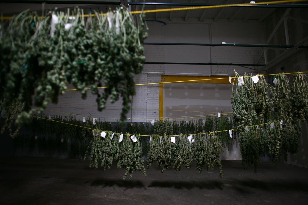 Weedgrowhub On Twitter You Need Big Drying Room For Big