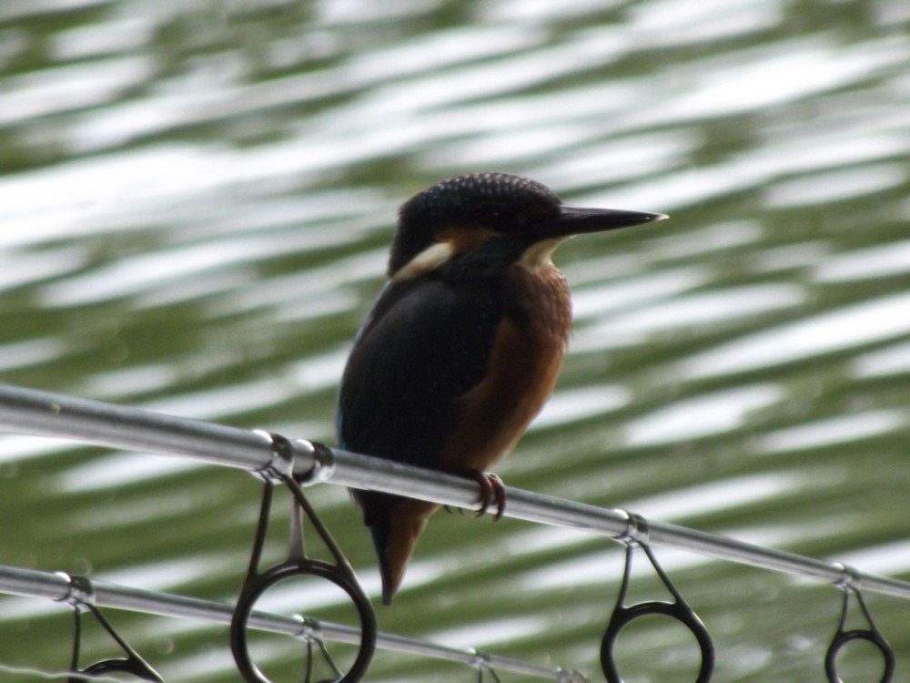 WhelfordPools's tweet photo. If you are lucky you will see the flash of blue, the Kingfisher https://t.co/JbfI1FRGqh