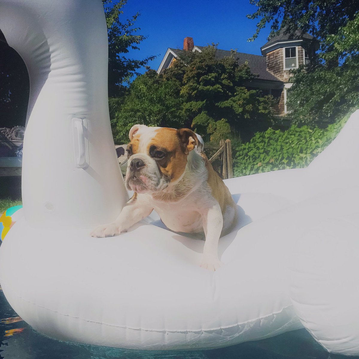 kiddlebulldog's tweet photo. Are you ready for summer! I'm putting my paw down this year! No swimming, no pool parties #nonsportinggroup #dog #pup #bulldog #dogsofinsta https://t.co/C39krbIkU6