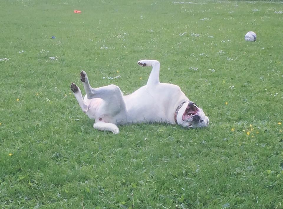 Bath Cats &Dogs Home on Twitter "Thank you for joining us on our 