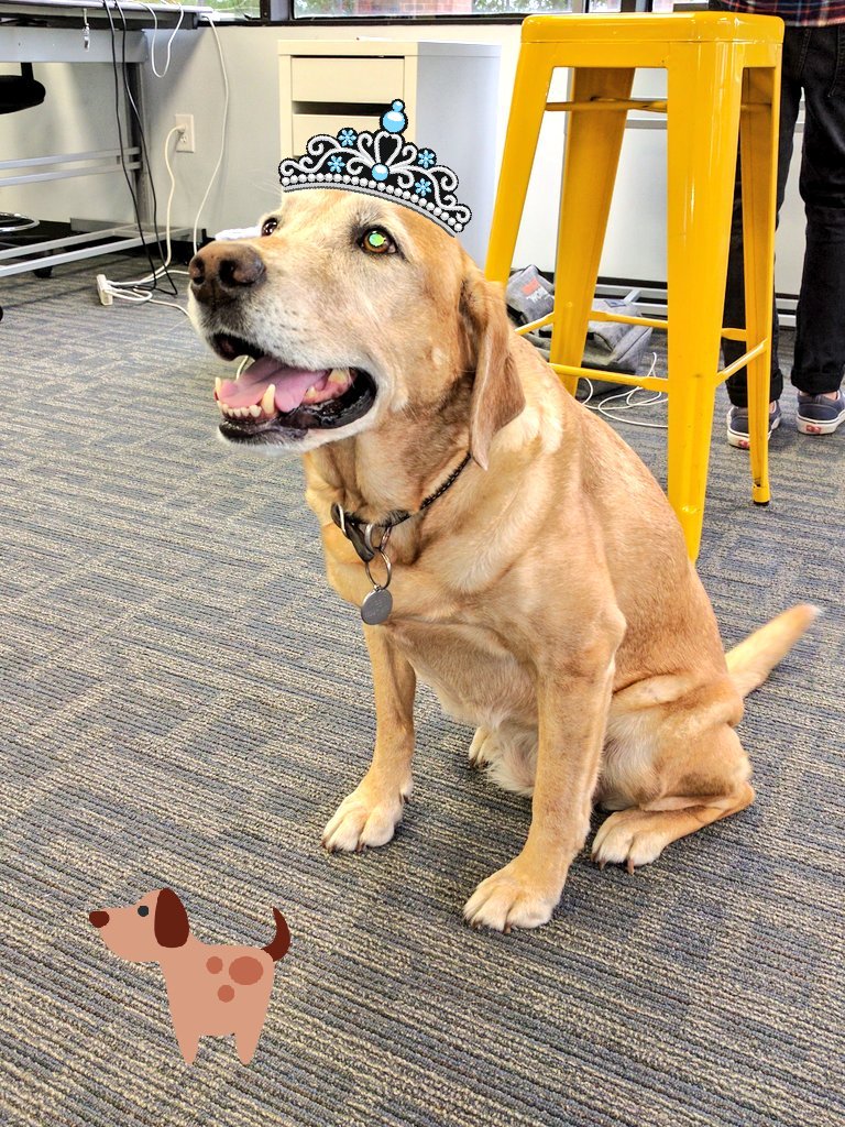 vyopta's tweet photo. Kirby says, "everybody's workin' for the weekend--and treats! #dogsoftwitter #dogsofVyopta #woof #byodog https://t.co/lLfctkEwd0