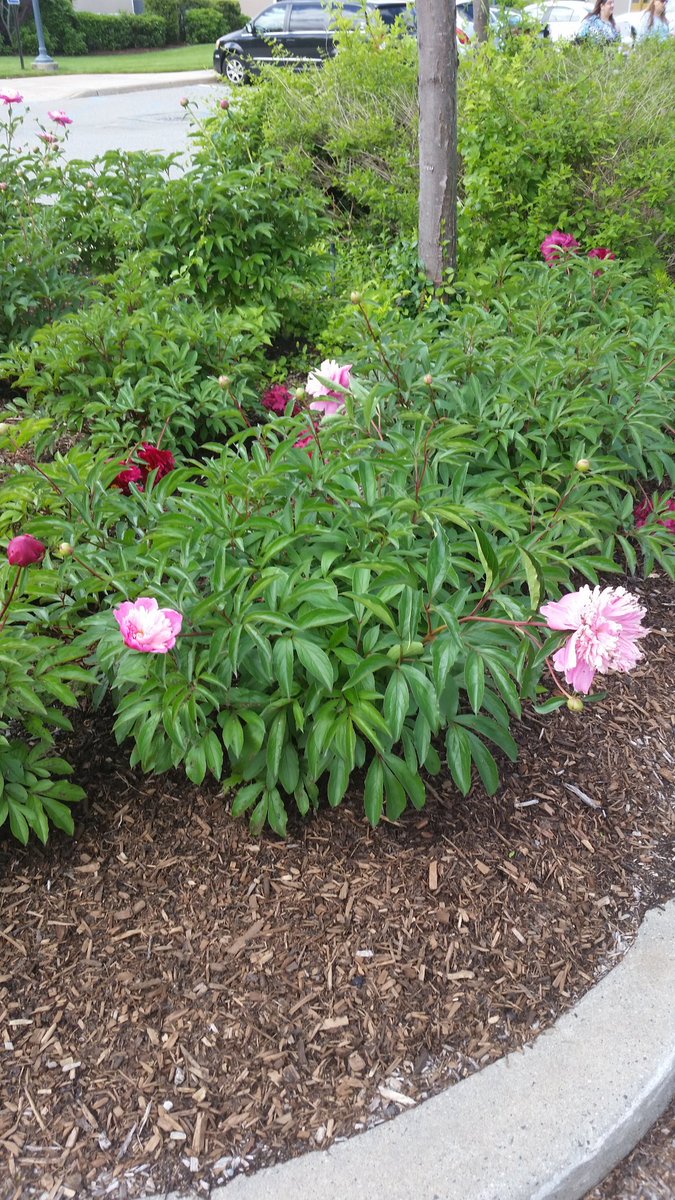 What are these flowers?