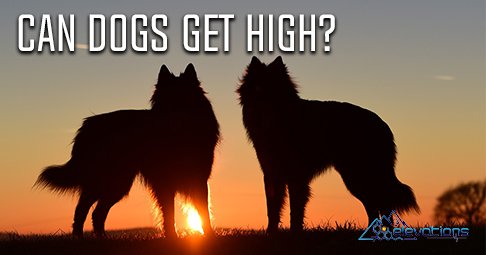 Yes, #dogs can get #high, but that doesn’t always mean that they should. ow.ly/acu930aQzxk
