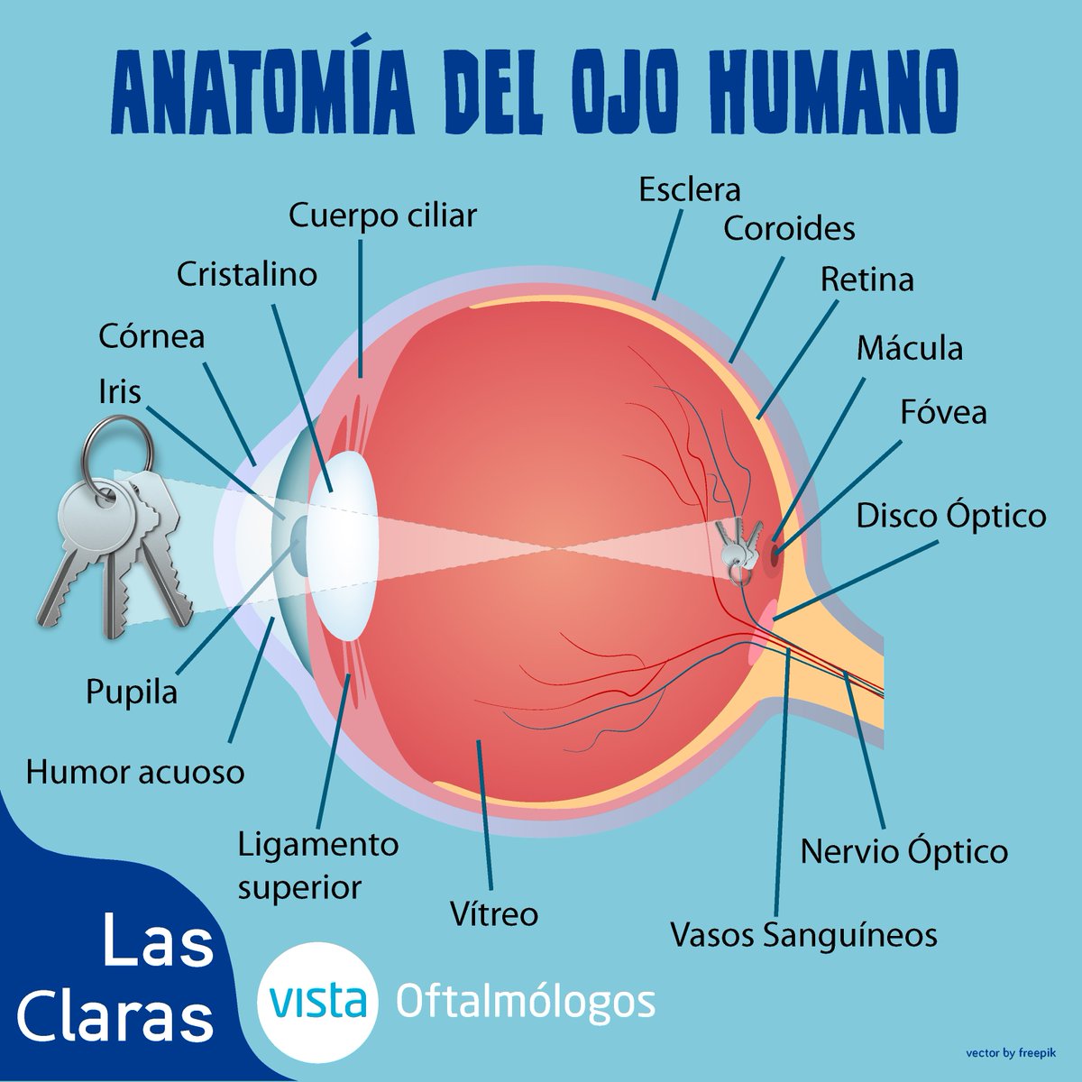 Descubre Todo Sobre La Anatomia Y Las Partes Del Ojo Humano Images