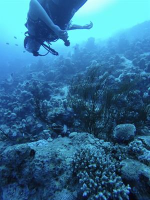 FrontMarineSci's tweet photo. New #ResearchTopic Canopies in Aquatic Ecosystems: Integrating Form, Function, & Biophysical Processes https://t.co/euUqxwylWi @juliaesamson https://t.co/dIznWJiSOW