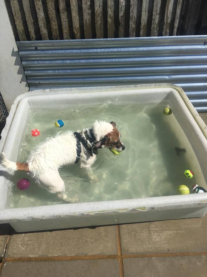 DT_Salisbury's tweet photo. Bailey is having a little fun in the sun... #DogsTrust #Salisbury #ReHome #KeepYourDogsCool https://t.co/IFFkkhqxy9