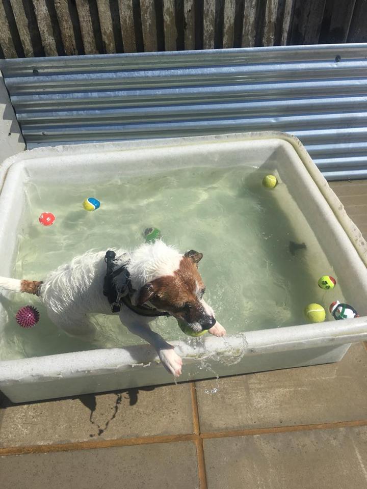 DT_Salisbury's tweet photo. Bailey is having a little fun in the sun... #DogsTrust #Salisbury #ReHome #KeepYourDogsCool https://t.co/IFFkkhqxy9