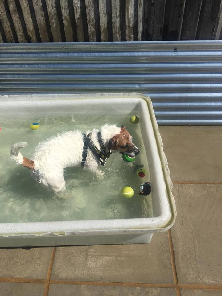DT_Salisbury's tweet photo. Bailey is having a little fun in the sun... #DogsTrust #Salisbury #ReHome #KeepYourDogsCool https://t.co/IFFkkhqxy9