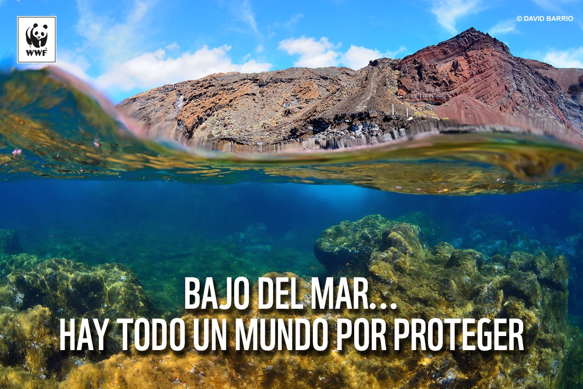 WWFespana's tweet photo. España tiene 15 Parques Nacionales, pero ningún #ParqueNacionalmarino... ¡Ayúdanos a conseguirlo en El Hierro! https://t.co/aGuBUmr5Lv https://t.co/9q0wa89g4y