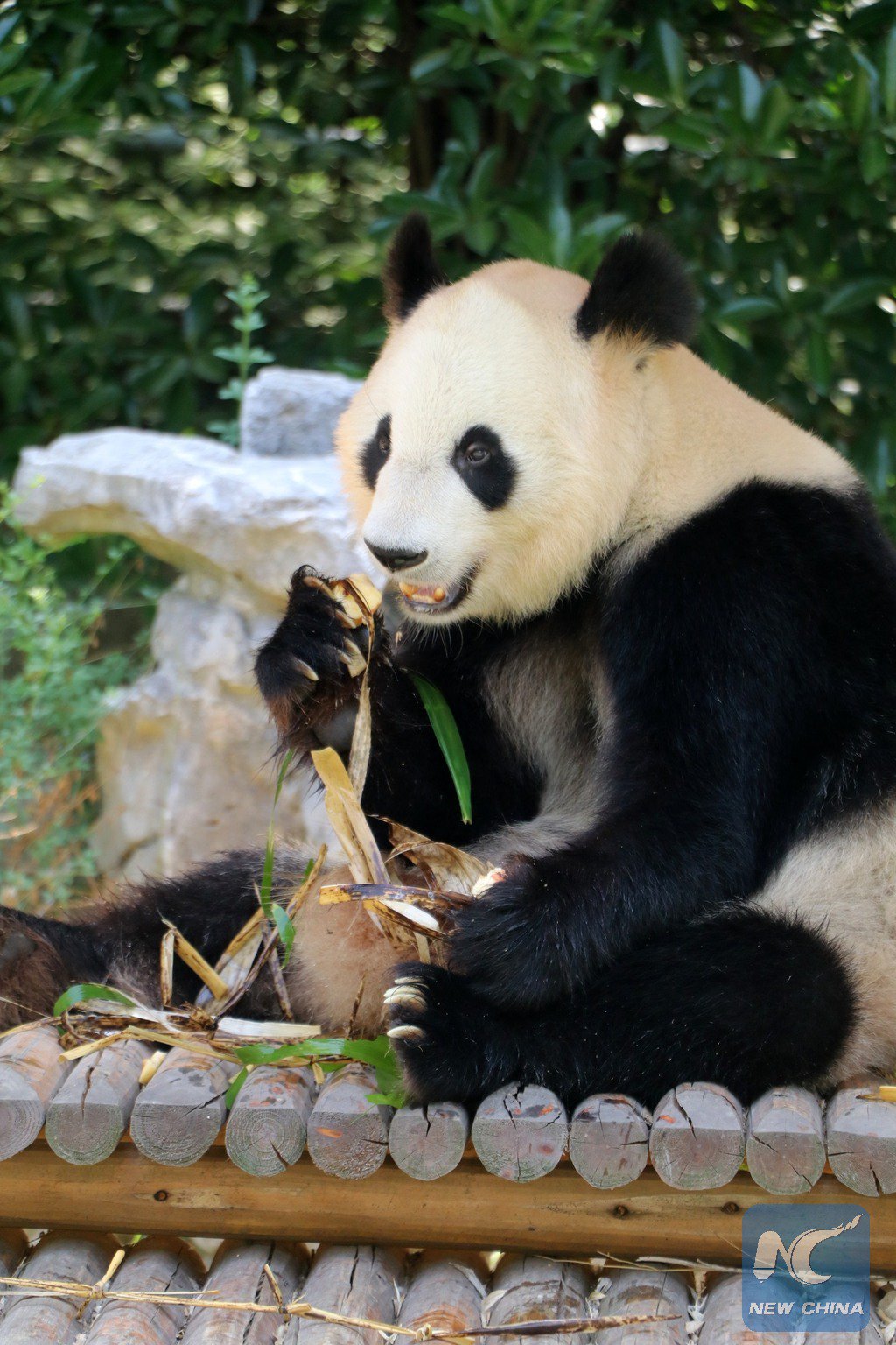 New China 中文on Twitter 動物吃粽子迎端午 5月 26日 端午節臨近 江蘇揚州茱萸灣動物園的飼養員用窩頭 竹粉 蘋果等食材精心製作了特殊的粽子 讓動物們盡享端午美味 T Co 5hqq1kgrzk Twitter