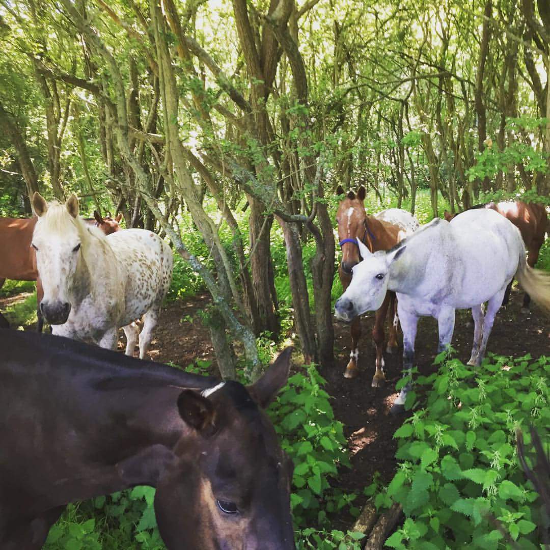 Conroy Polo tweet media