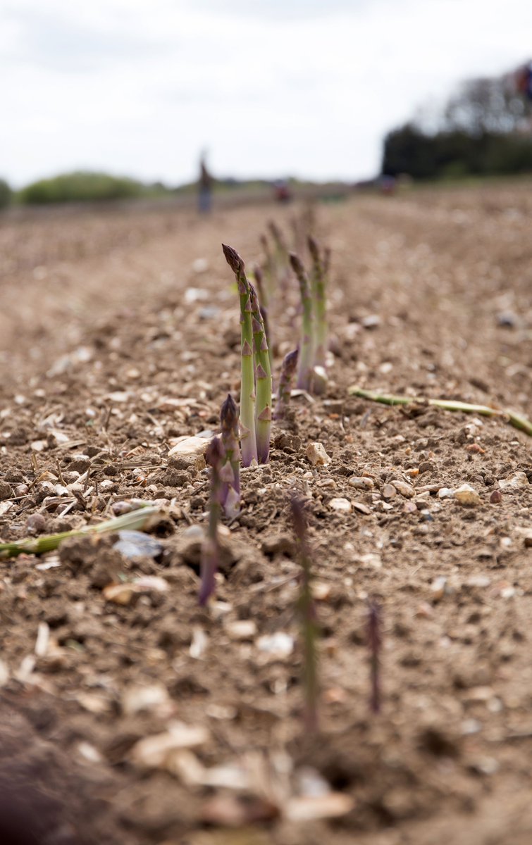 AsparagusNfk's tweet photo. Fun Fact Friday - Did you know it takes a whole 4 years for an Asparagus crown (plant) to grow into saleable spears! #norfolkasparagus https://t.co/dhCmIo5gDf