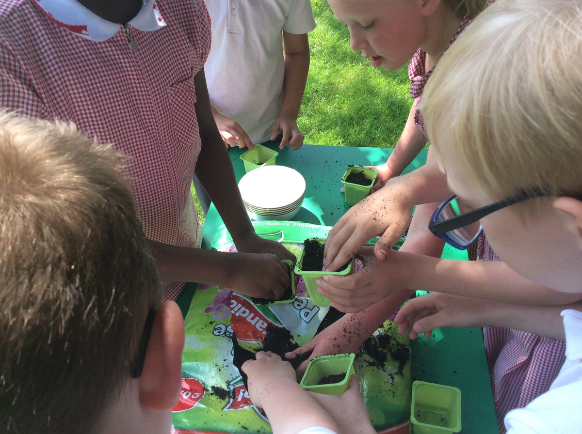 MrsManson1GM's tweet photo. Lots of fun planting parsley ready for our wildlife garden 🌻🌿🐞🦋@BoothferryPS @missrefoster https://t.co/oLFgtmXfKY