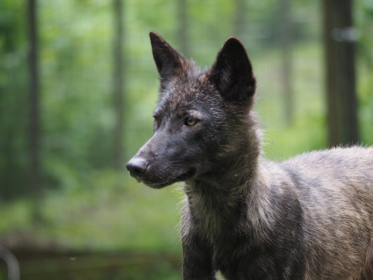 Anke_Wien's tweet photo. Am #Wochenende ist optimales #Wetter für einen #Ausflug ins #WildesWeinviertel - #Wölfe @WolfScience #Ernstbrunn https://t.co/IHYpEp1hnK https://t.co/xF6KGvv0Ui