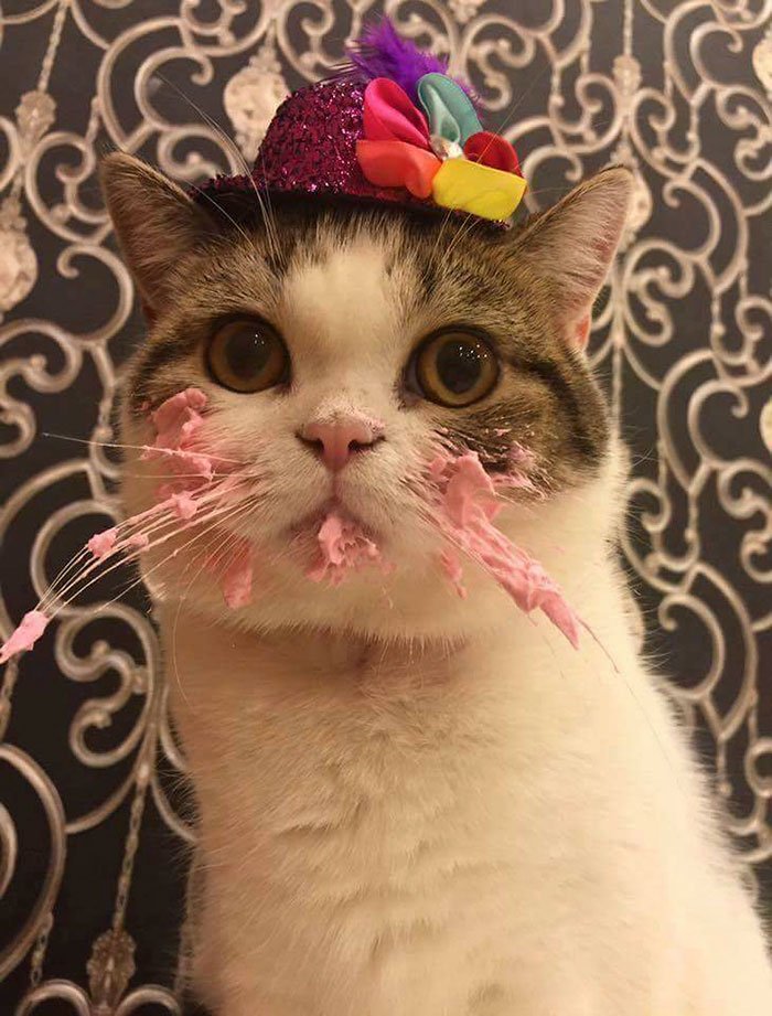 Cat eating some cake on his birthday is absolutely adorable:  bit.ly/2rGAdms