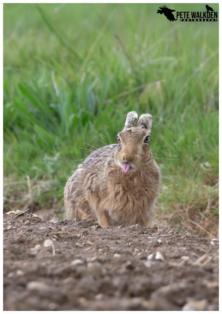 Who's a beautiful hare? Oh, how rude! Brown Hare (Norfolk, 2017) <a href="/BBCSpringwatch/">BBC Springwatch</a> <a href="/HPT_Official/">HPT Hare Preservation Trust</a> @GoGoHares2018 @SupportNWT  <a href="/visitnorfolk/">Visit Norfolk</a>
