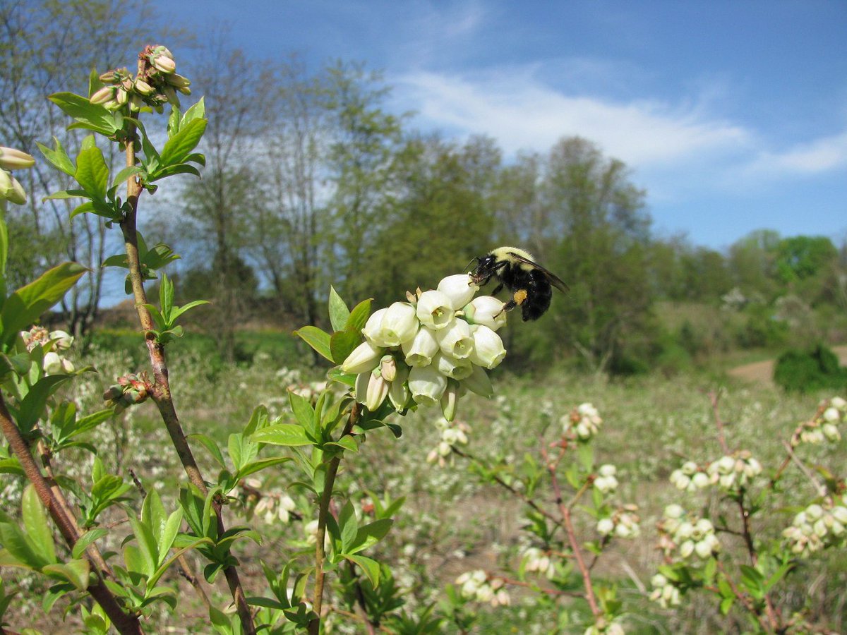 forestservice's tweet photo. Using #Agroforestry to Help #Pollinators Help You https://t.co/dkqMe8nBta #WorkingTrees https://t.co/q9gx4tKmOd