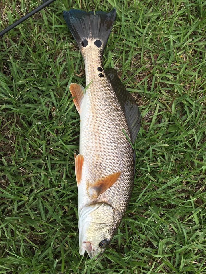 StackFishDotCom tweet picture