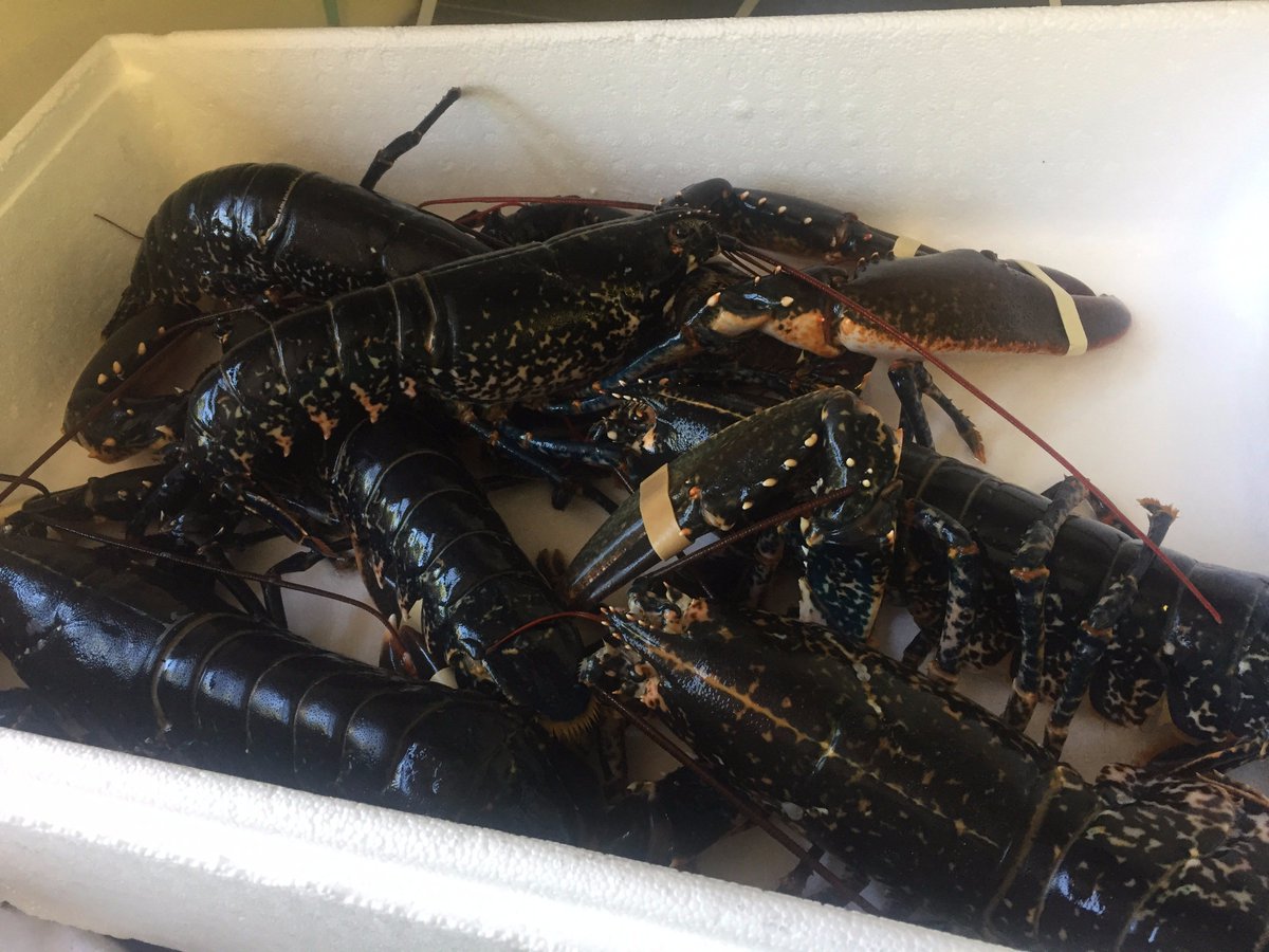 queenheadberwic's tweet photo. Here's hoping for a busy weekend just delivered Berwick lobster, salmon, monkfish, chunky cod, king scallops &amp; lemon sole. #lovefreshfish https://t.co/T9rspdt2TW