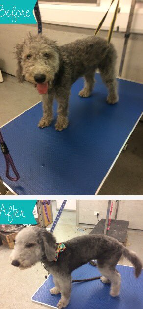 copedogs's tweet image. Meet Dave only 18 weeks old his first puppy cut definitely a typical boy loved his treats wanted to play did so well for his 1st cut 🐾🐶💙🐾