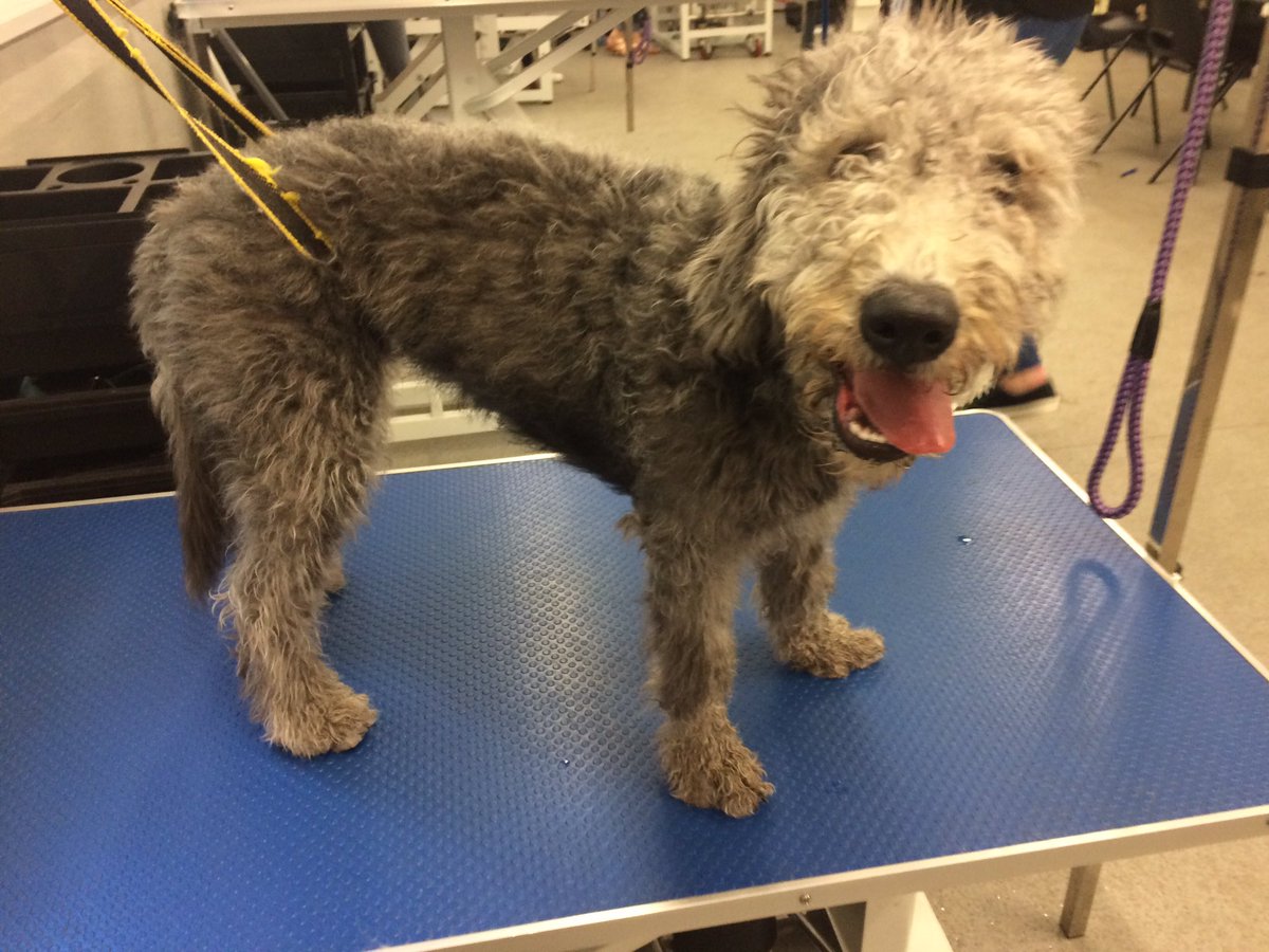 copedogs's tweet image. Meet Dave only 18 weeks old his first puppy cut definitely a typical boy loved his treats wanted to play did so well for his 1st cut 🐾🐶💙🐾