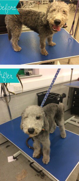 copedogs's tweet image. Meet Dave only 18 weeks old his first puppy cut definitely a typical boy loved his treats wanted to play did so well for his 1st cut 🐾🐶💙🐾