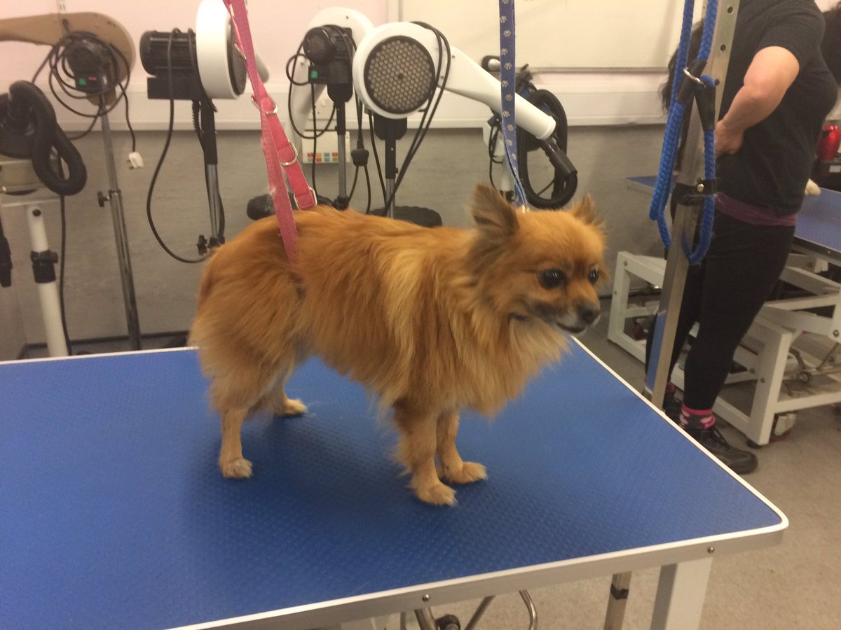 copedogs's tweet image. Meet sara she was such a lovely little girl so well behaved and so loving she turned into the little princess 🐾🐶💕🐾