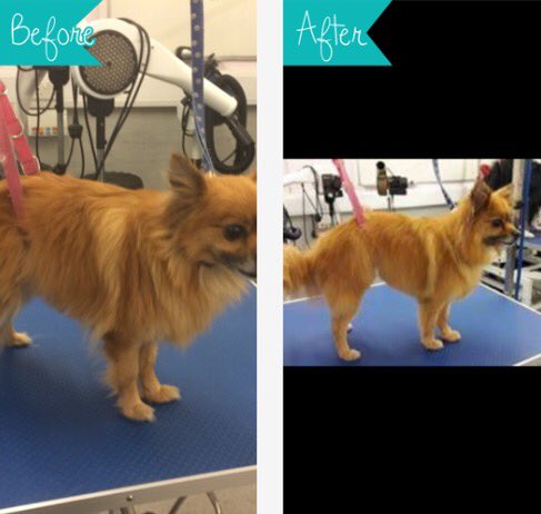 copedogs's tweet image. Meet sara she was such a lovely little girl so well behaved and so loving she turned into the little princess 🐾🐶💕🐾