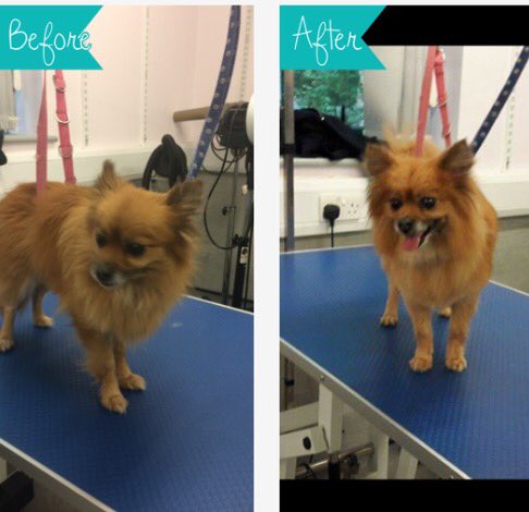 copedogs's tweet image. Meet sara she was such a lovely little girl so well behaved and so loving she turned into the little princess 🐾🐶💕🐾