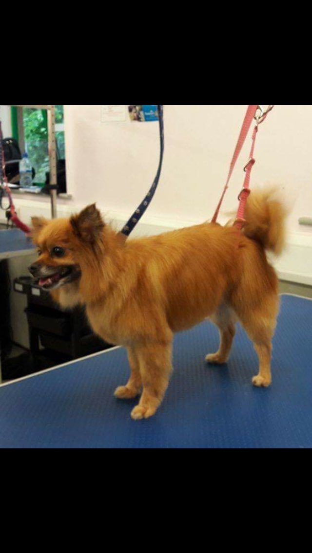 copedogs's tweet image. Meet sara she was such a lovely little girl so well behaved and so loving she turned into the little princess 🐾🐶💕🐾