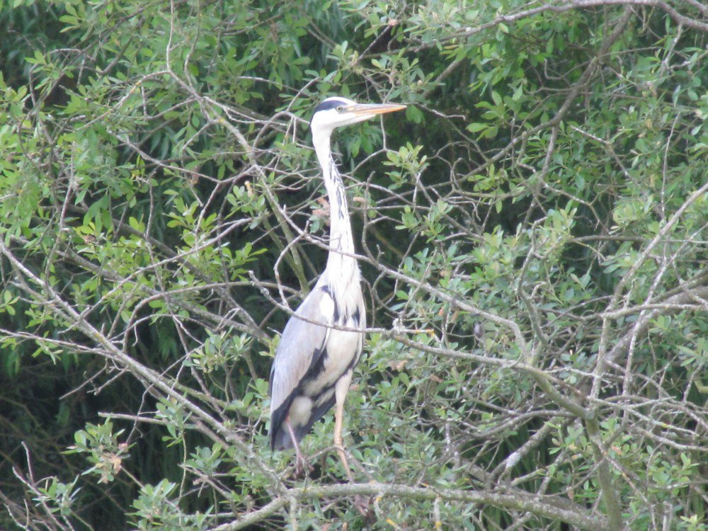 WhelfordPools's tweet photo. One of our many visiting birds, the Heron, seen here daily https://t.co/9g7GB7l6sG