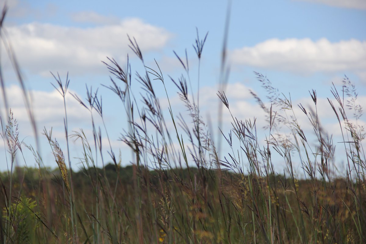 Interested in creating wildlife habitat? Check out the upcoming Forestry &amp; Wildlife Habitat Field Day! Register at eventbrite.com/e/forestry-wil…