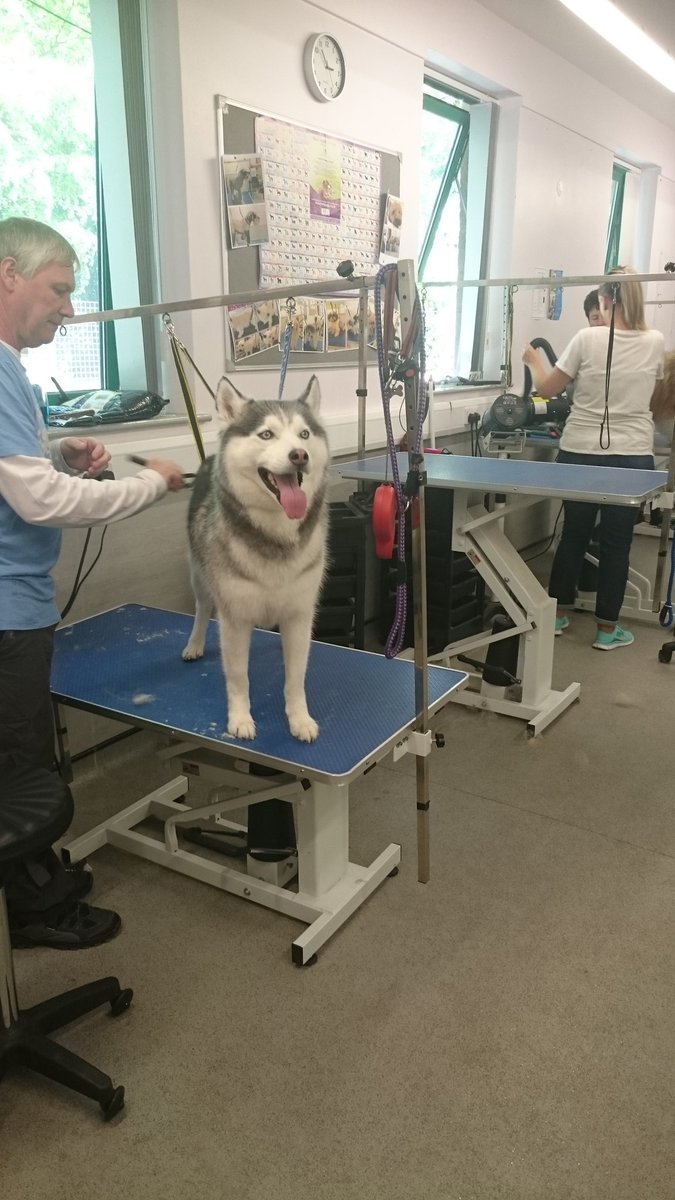 RHC_Canine's tweet photo. Wolfe 🐺 Enjoying his groom today
#dog #doggrooming #pamperedpooch @Reaseheath @MUWolfskie https://t.co/iT5F7fpeJF
