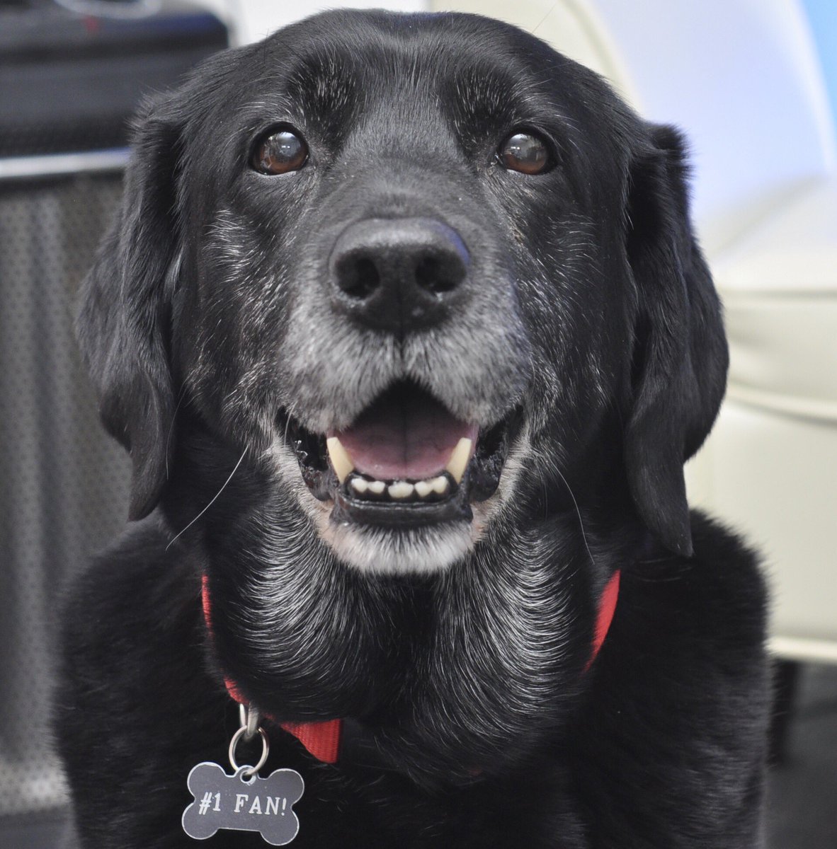FairmontCopley's tweet photo. With the heaviest of hearts, we must share the news that our beloved Catie Copley has passed away. Her paw-some love will be missed by all. https://t.co/2v5RvH0LkB