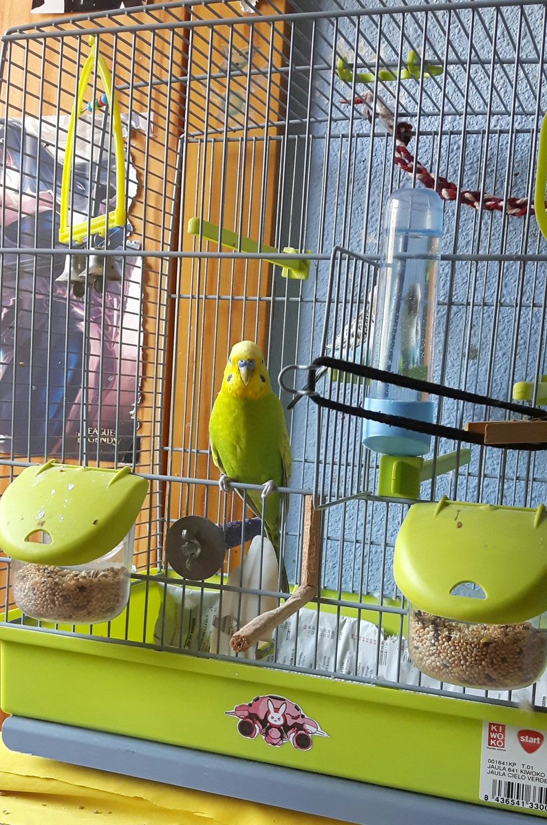 ShioriAkaitsuki's tweet photo. Cuando Vin posa para mi #budgies #quesexy #Vincentmodelo https://t.co/WZqM2ajUSP