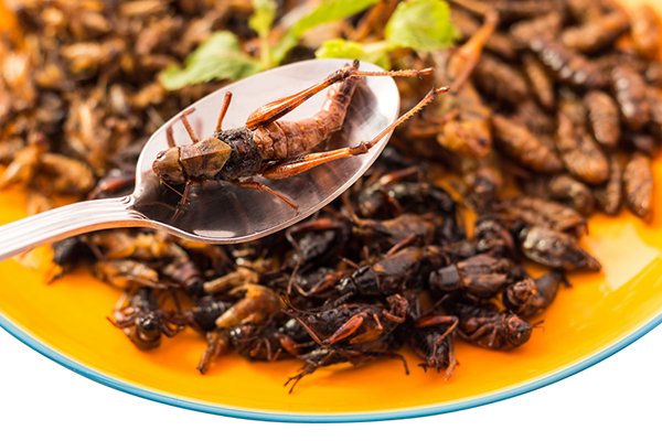 #Insects: Even a small increase in the amount consumed could make a substantive difference in preserving our #environment. h/t <a href="/FIngredients/">Food-Ingredients.com</a>