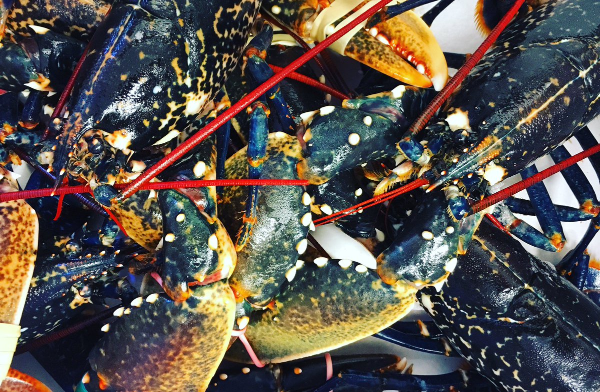 thetalbot_inn's tweet photo. BANK HOLIDAY TREATS; Cornish Lobster 🦀🦐 https://t.co/BEajEbViMi
