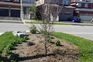 Tree_Care's tweet image. The article is so well written by our client, we had to share with you. backyardfoodproduction.ca/2017/05/why-do… #arborist #trees #treecare #stouffville