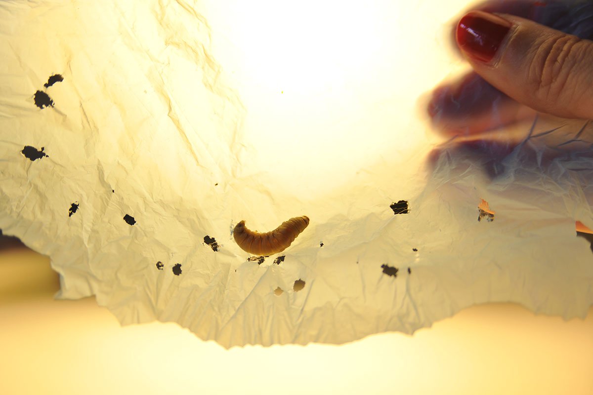 AIP_Precision's tweet image. Scientists discovered a caterpillar that can eat plastic! This exciting find could mean fast #PlasticBiodegradation. ow.ly/QkUy30bhclv