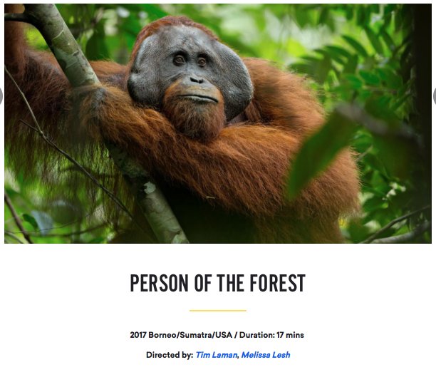 Excited for world premier today of our film “Person of the Forest” at the prestigious <a href="/Mountainfilm/">Mountainfilm</a> festival in Telluride. @saveGPorangutans
