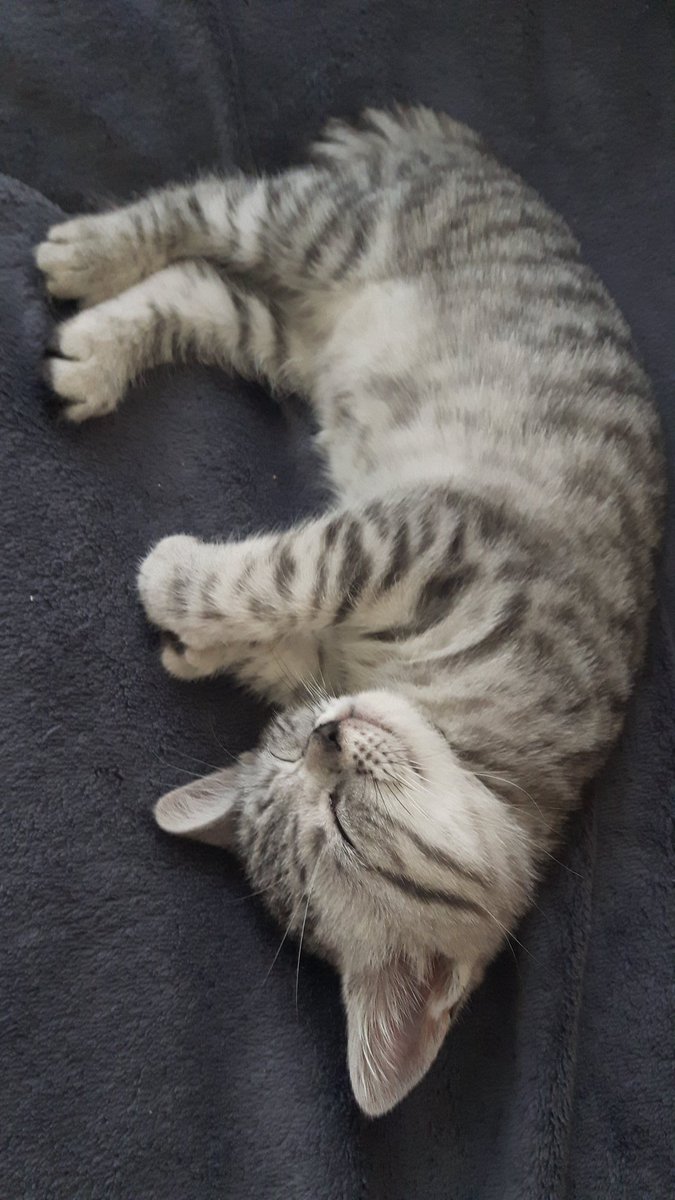 Ch_Herman_'s tweet photo. Sa maman était déjà très belle, mais sa fille waouw. Un membre de plus dans la famille #britishshorthair #cats #Grey #Love https://t.co/e38PCNrBai