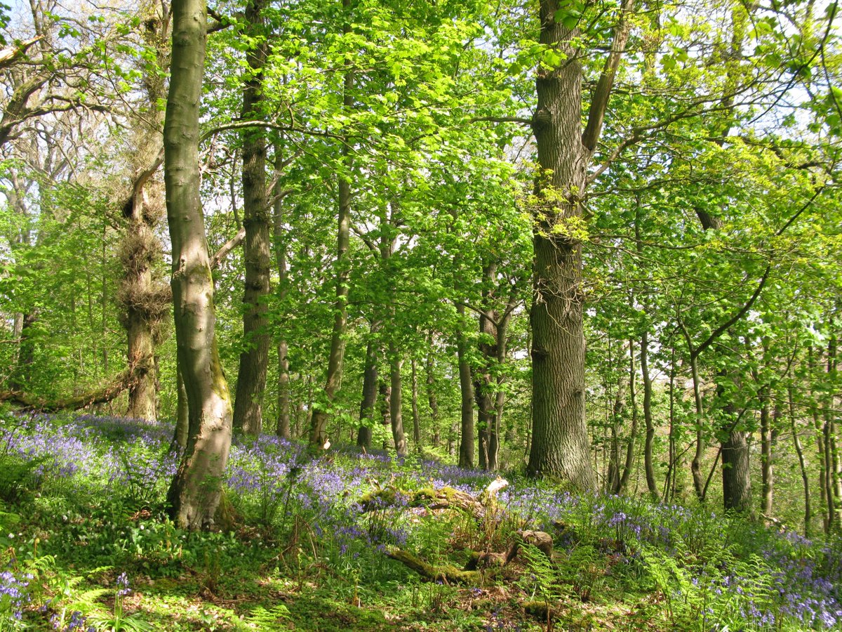 TrackATree's tweet photo. Such a glorious afternoon, what #TrackATree wouldn't give to be in a shady woodland enjoying the last of #springinthewoods! @WoodlandTrust https://t.co/43OBRkHVmj
