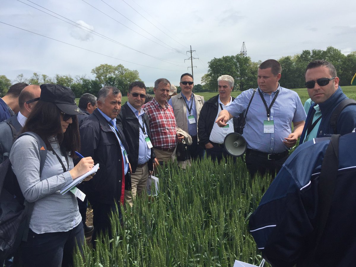 IWWIP, Winter Wheat tweet media