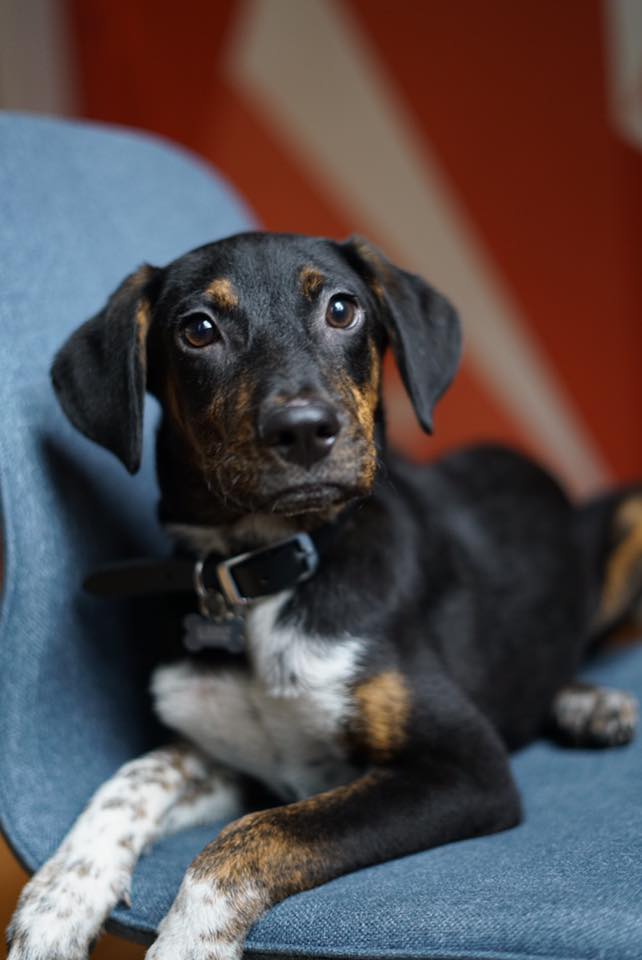 SuzorIT's tweet photo. We heard #dogsatwork make employees happier AND more productive. Meet our newest Suzor IT Team Member, Leo! #officedog #SuzorIT https://t.co/nJTpKBwrMU