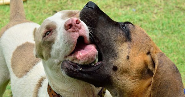 petpremium's tweet photo. Over 80 million friendly dogs in the US, 880,000 people are bitten each year - https://t.co/3rJaerqzBv 🐶  
#dogs #dogbite #prevention https://t.co/otMHJtgI1V