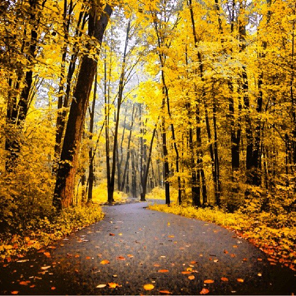 DerekSamuel4's tweet photo. Golden Forest, Michigan #earthporn #nature #naturelover #gold #golden #sickviews #forest #woods #F4F #instafollow #tagforlikes #beautiful https://t.co/zQDPzrHZEH