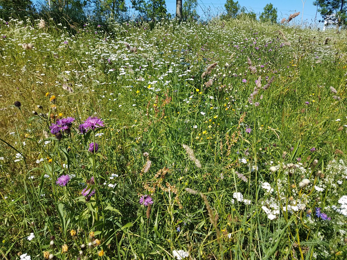 "Een positieve beleving begint waar ergenissen eindigen" #duurzameopenbareruimte urban4us.nl ppbnootdorp.nl